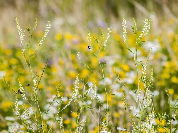 Steinklee (Melilotus officinalis) auf einer Sommerwiese – Steinklee bei Lipödem als natürliche Unterstützung für den Lymphfluss