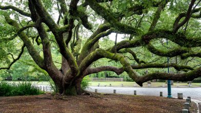 Mehr über den Artikel erfahren Alt wie ein Baum …