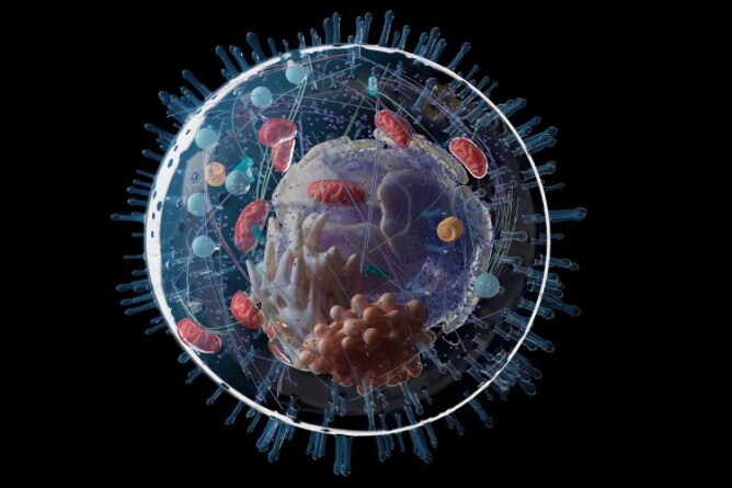 3D-Illustration einer menschlichen Zelle mit sichtbaren Mitochondrien, Zellorganellen und komplexen Netzwerken. Zeigt, wie Energiekiller Stress die Zellgesundheit und Energieproduktion beeinflussen kann.
