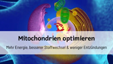 Illustration von Mitochondrien als Zellkraftwerke mit dem Text „Mitochondrien optimieren – Mehr Energie, besserer Stoffwechsel & weniger Entzündungen“.